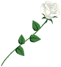 White rose